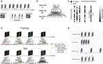 Brain inspired neuronal silencing mechanism to enable reliable sequence identification